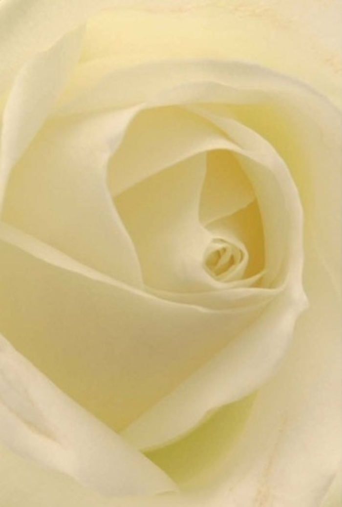 Gazing into this classic white rose from up close, you are drawn into the tranquil world shaped by its softly layered petals and subtle gradations of white and cream. Illuminated by light reminiscent of a quiet Perivale afternoon, each layer radiates a refined sophistication-perfect for romance, heartfelt apologies, or providing a sense of peace at a wedding or memorial. The spiral at its core reflects purity and resilience, framed by the gentle shadows that echo the shifting light along the nearby Brent River Park. This rose exemplifies the best of local floristry: nature's perfection enhanced by skilled hands familiar with both emotion and occasion. The clean, serene fragrance, though only suggested by the image, seems as fitting as a comforting gesture offered to a friend. Every nuance in texture, shade, and shadow transforms this bloom into an emblem of enduring love and hope-ready to be shared through meaningful floral arrangements in Perivale homes.